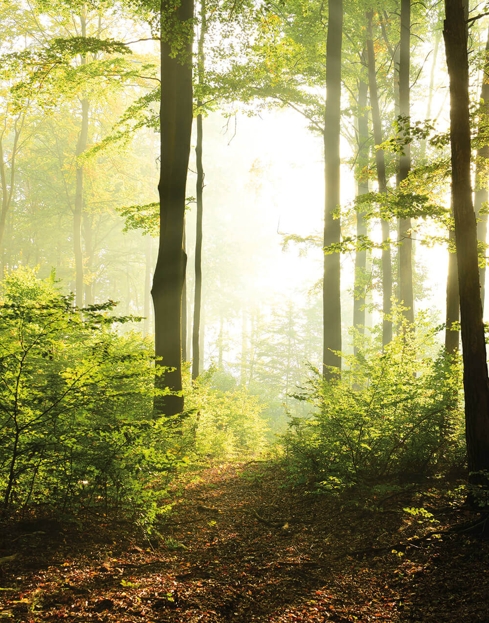 MARBURG tapeta - SMART ART EASY