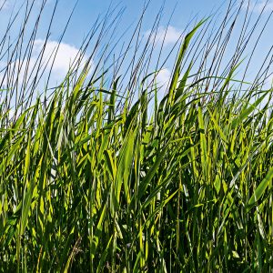 MARBURG tapeta - SMART ART EASY