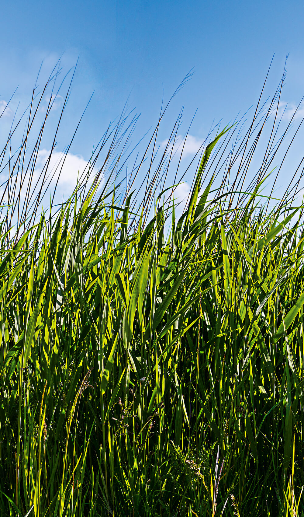 MARBURG tapeta - SMART ART EASY