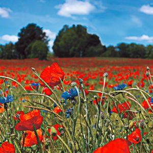 MARBURG tapeta - SMART ART EASY