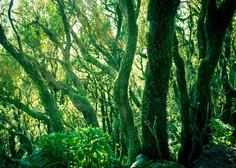 RASCH fototapeta - Magic Walls 363258R - 3,71 x 2,65 m