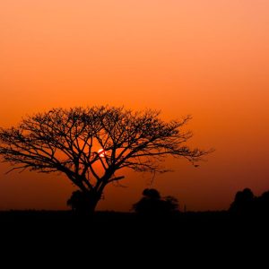 RASCH fototapeta  - African Queen III 363654R